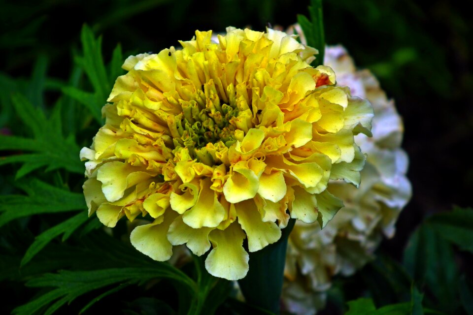 Nature garden macro