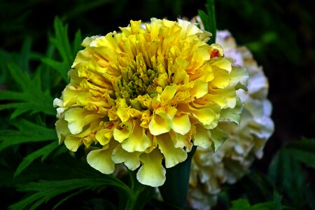 Nature garden macro