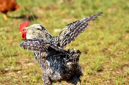 Poultry eye comb
