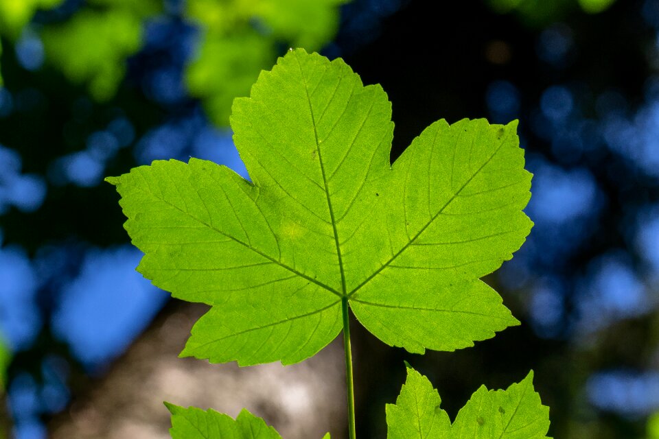 Mountain-maple green structure photo