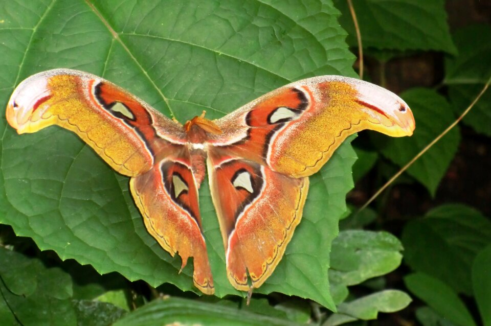Bug wings color
