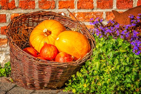 Woven orange food