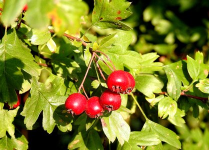 Red berries large