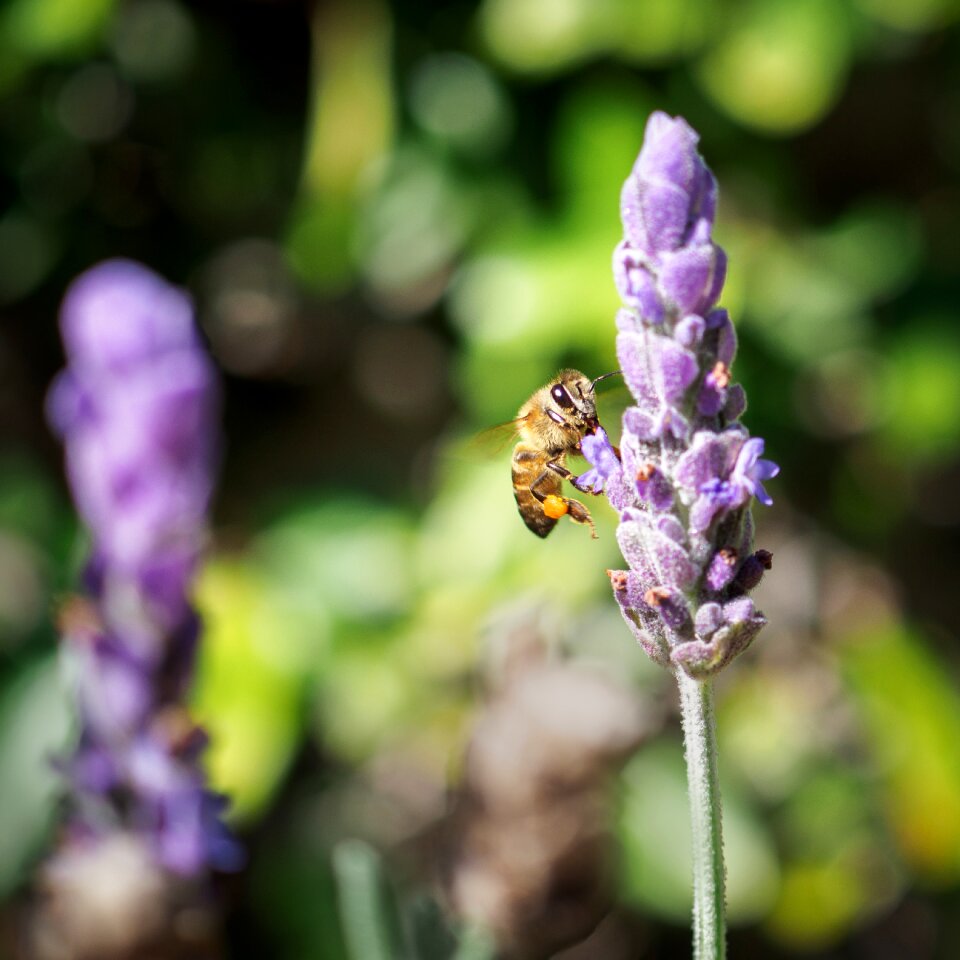 Bee lavender purple
