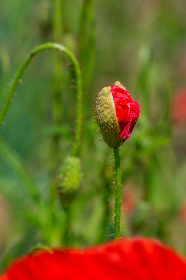 Blossom bloom the field edge red
