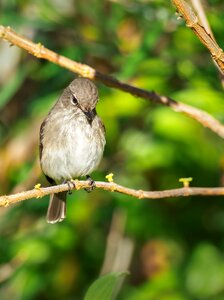 Sparrow branch animal photo