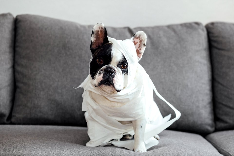 French Bulldog Bandage