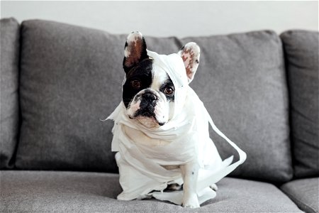 French Bulldog Bandage photo