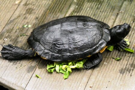 Armored feed reptile