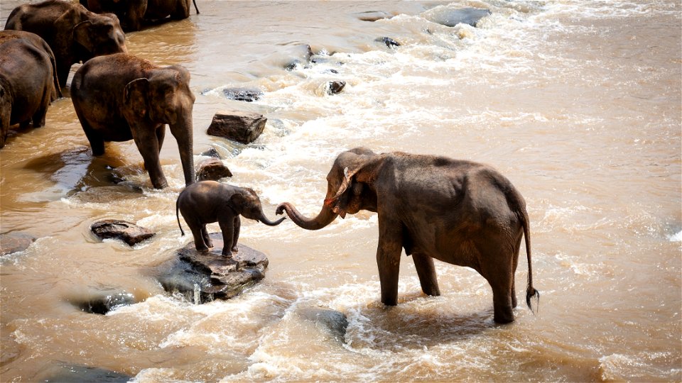 Elephant Family Group photo