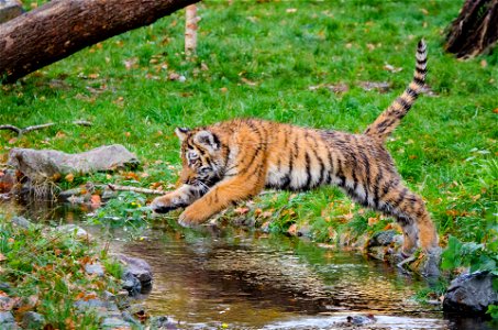 Tiger Jump Animal photo