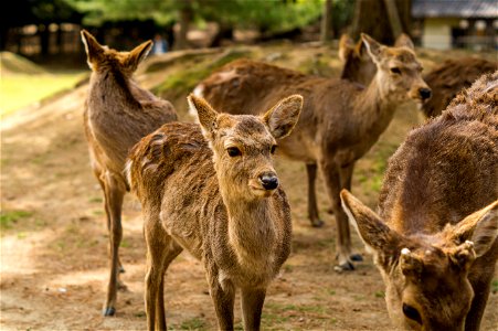 Deers Animal