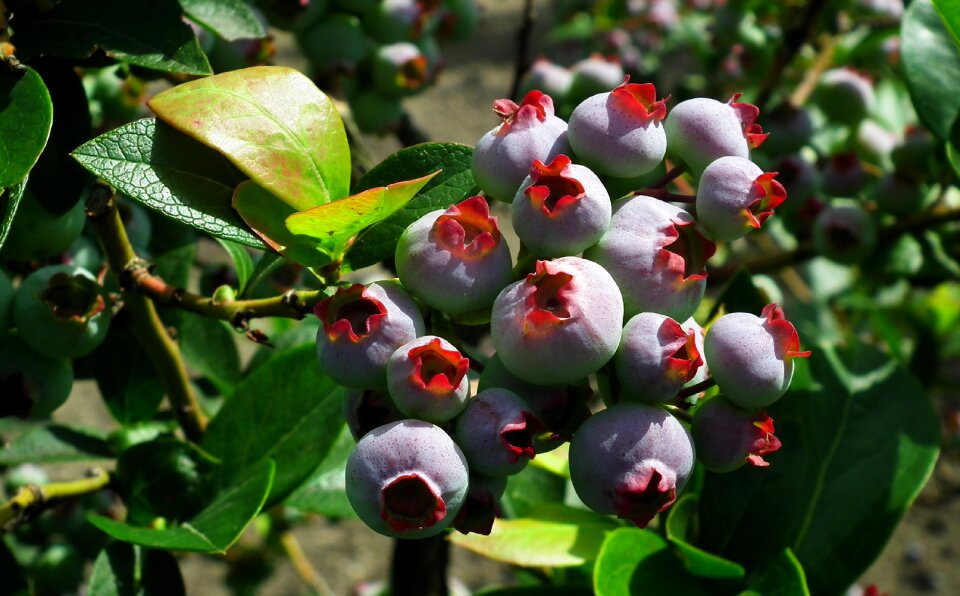 Closeup bush garden