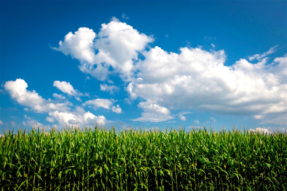 Corn Field Agriculture