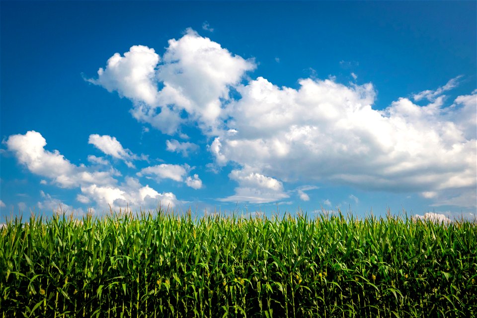 Corn Field Agriculture photo