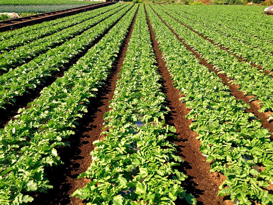 Radish Field Agriculture