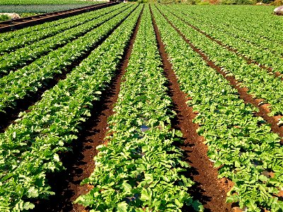 Radish Field Agriculture