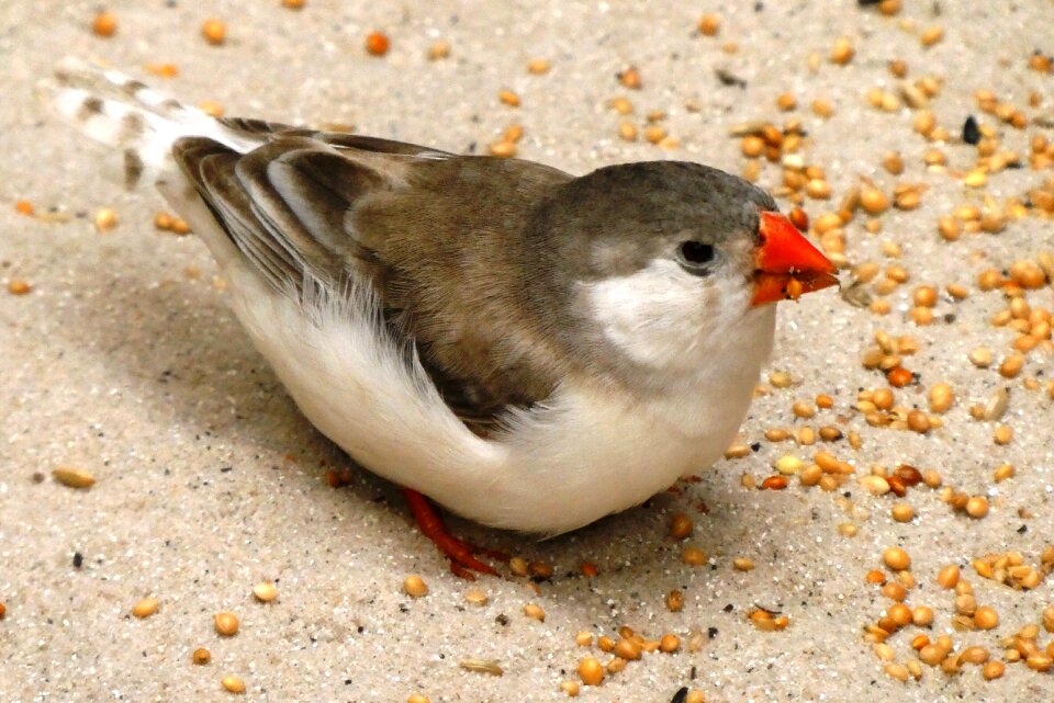 Wing animal world seed