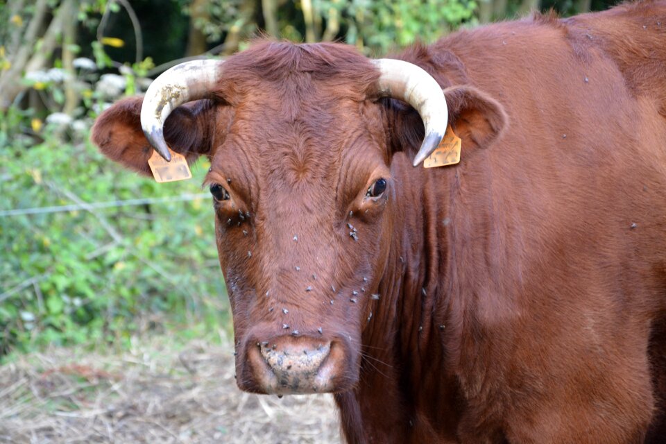 Horns white breeding agriculture