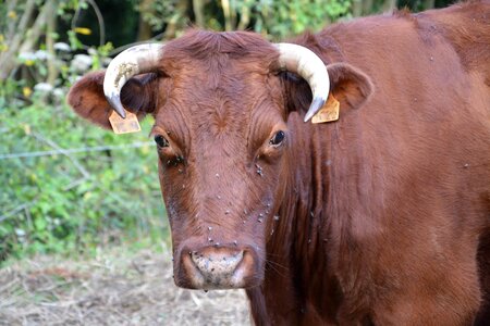 Horns white breeding agriculture