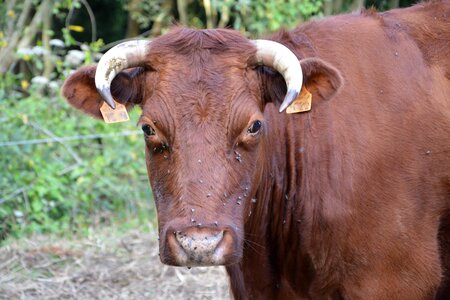 Horns white breeding agriculture photo