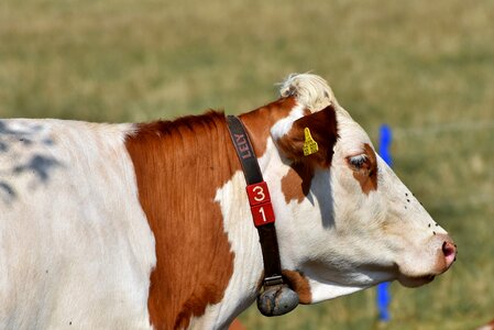 Ruminant livestock dairy cattle