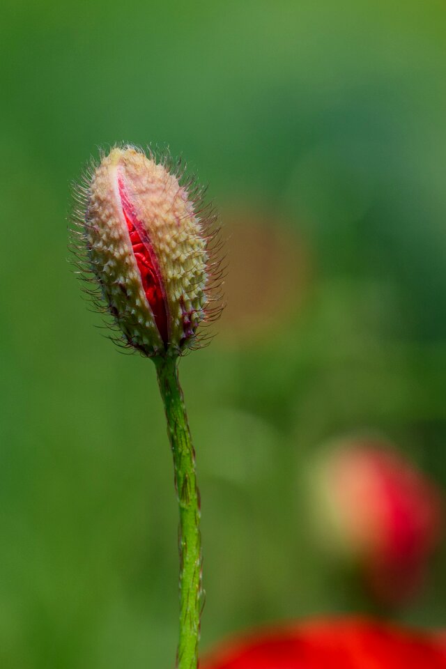 Blossom bloom the field edge red