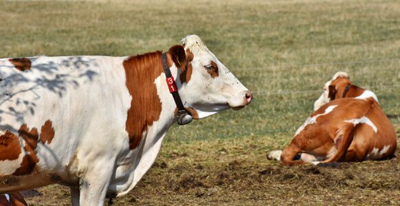 Ruminant livestock dairy cattle photo