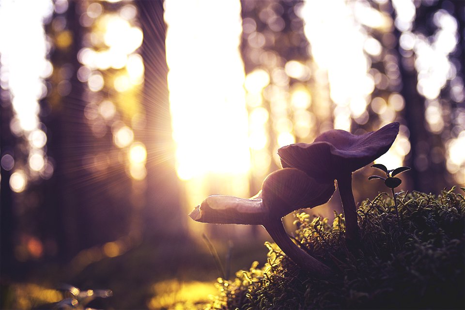 Mushroom Forest Sunshine
