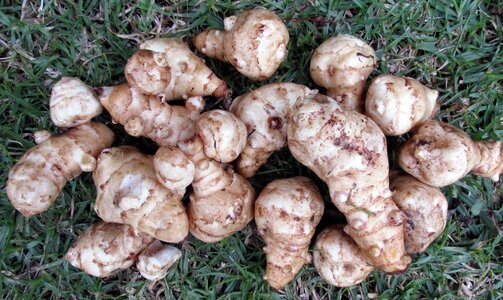 Tubers nutrition healthy