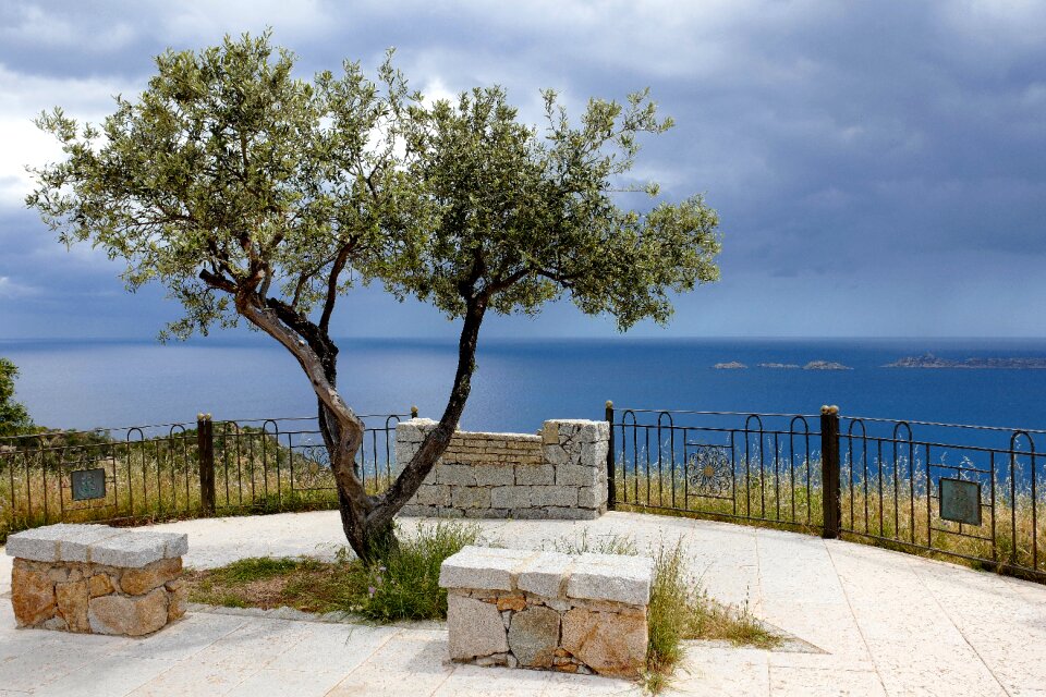 Tree railing view to the sea
