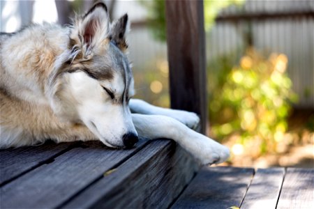 Siberian Husky Dog Sleep photo