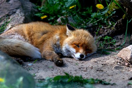 Fox Animal Sleep photo