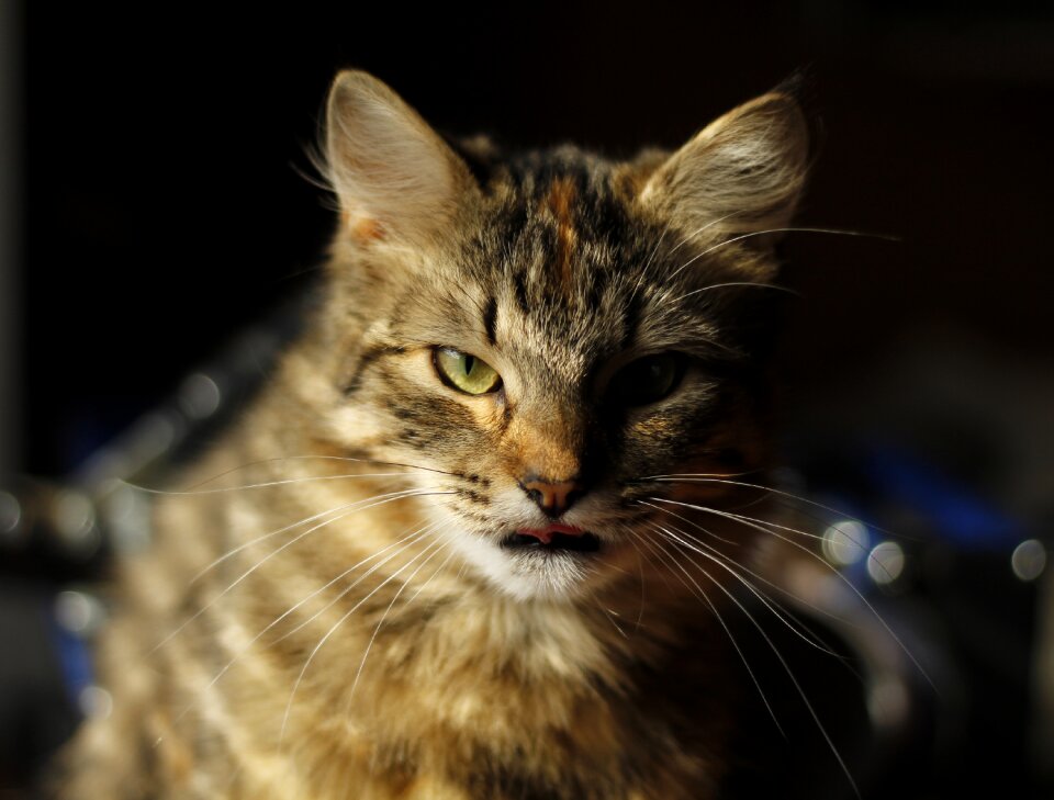 Cats animals pets