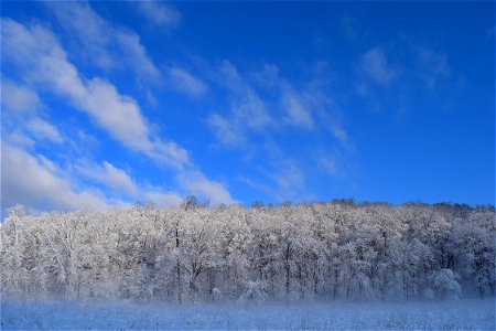 Forest Snow Sky
