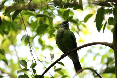 Sing animal nature