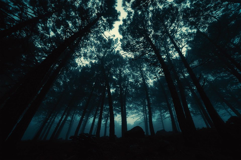 Forest Fog Dark