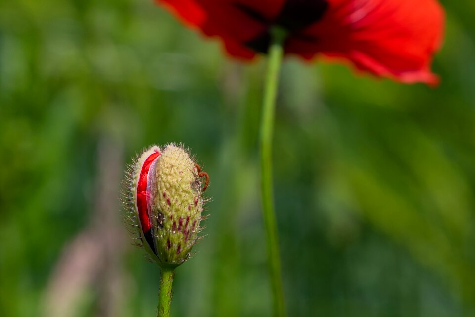 Blossom bloom the field edge red