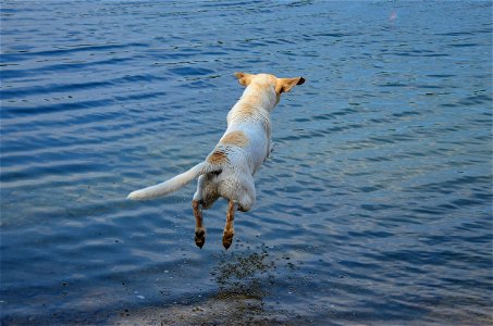 Dog Dive Lake