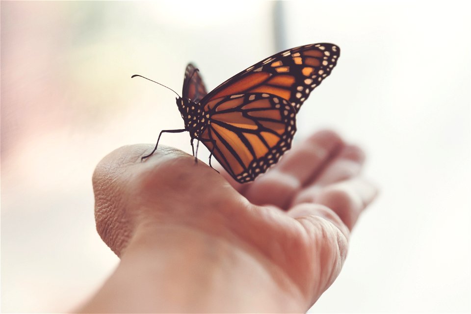 Monarch Butterfly Hand