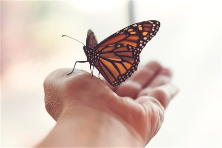 Monarch Butterfly Hand photo