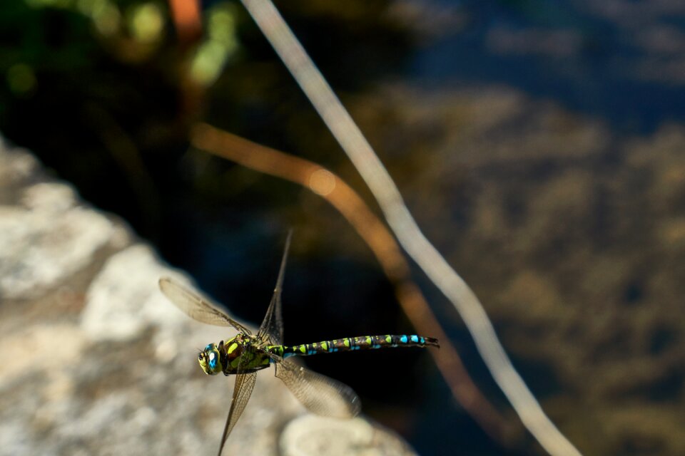 Dragonfly insect wing