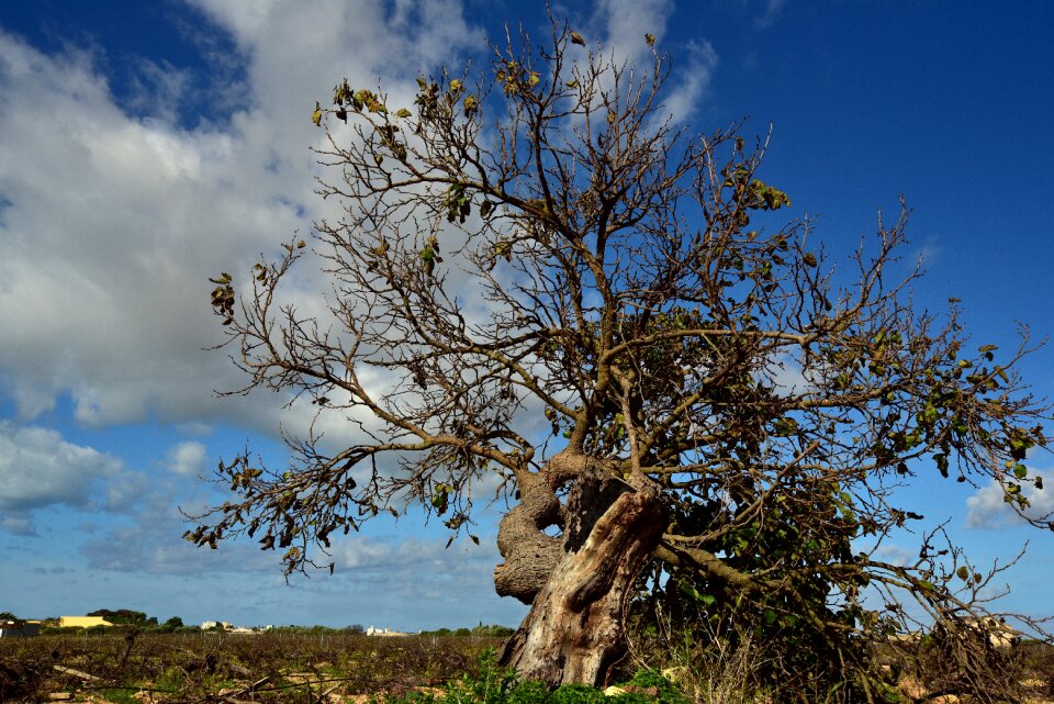 Old gnarled overgrown