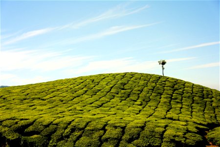 Tea Gardens India photo