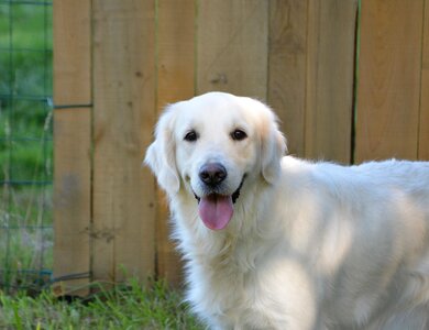 Young female animal portrait canine