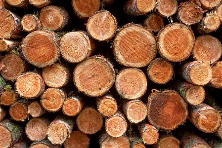 Wood