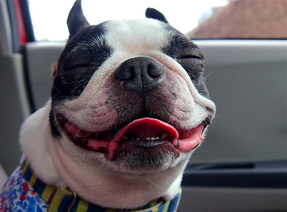 Boston Terrier Dog
