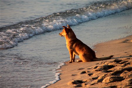 Beach Puppy Dog photo