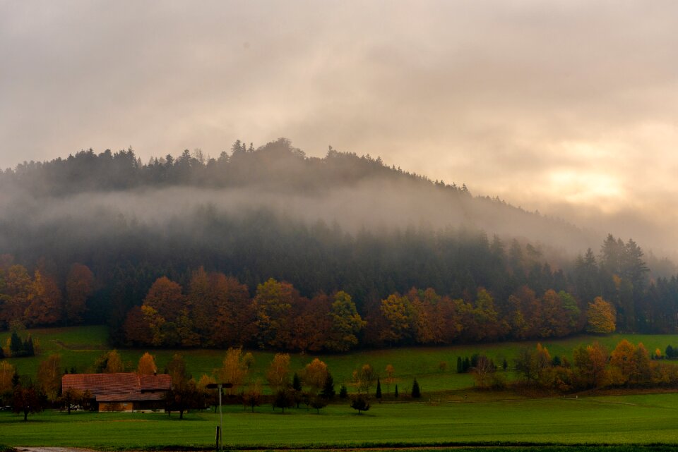 Landscape nature trees
