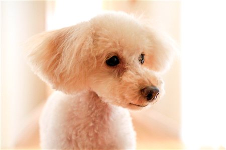 Poodle Dog Animal photo